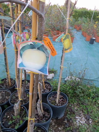 梨の木騒動_f0234936_8343178.jpg