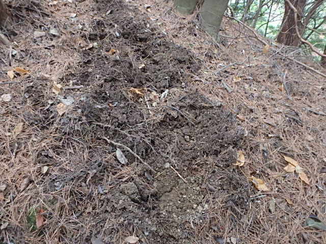 f0334143_20171212.jpg