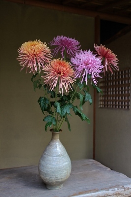 花だより 菊/ 家具展のお茶席_a0279848_17240542.jpg