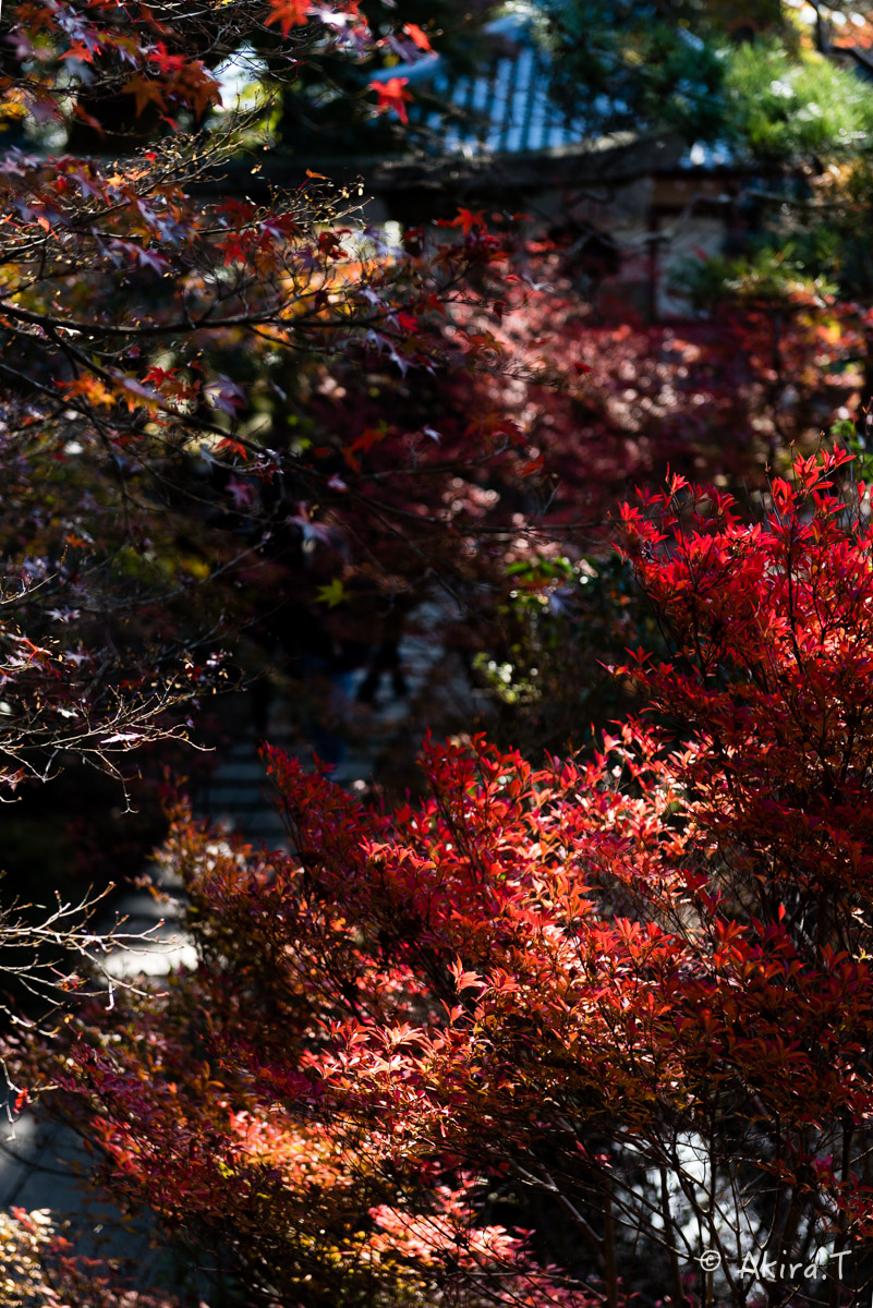 京都・山科の紅葉 2015 〜毘沙門堂〜 1_f0152550_1853271.jpg