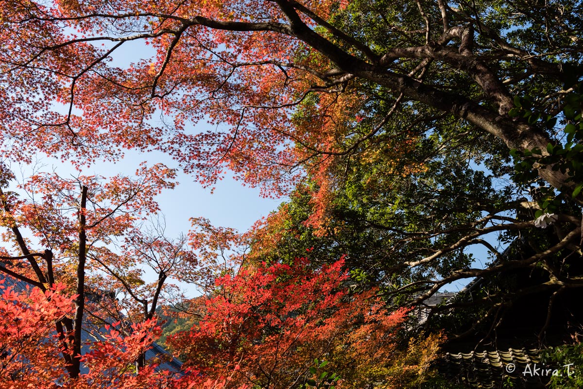 京都・山科の紅葉 2015 〜毘沙門堂〜 1_f0152550_18533036.jpg