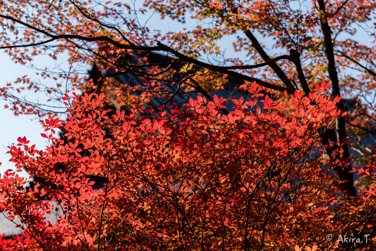 京都・山科の紅葉 2015 〜毘沙門堂〜 1_f0152550_18534383.jpg