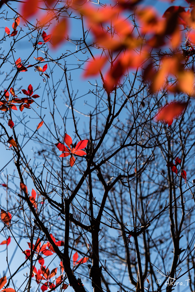 京都・山科の紅葉 2015 〜毘沙門堂〜 1_f0152550_18543710.jpg