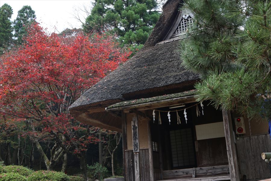 どこまでも渋いモミジ（３）　～福井県小浜市～_f0358360_20192095.jpg