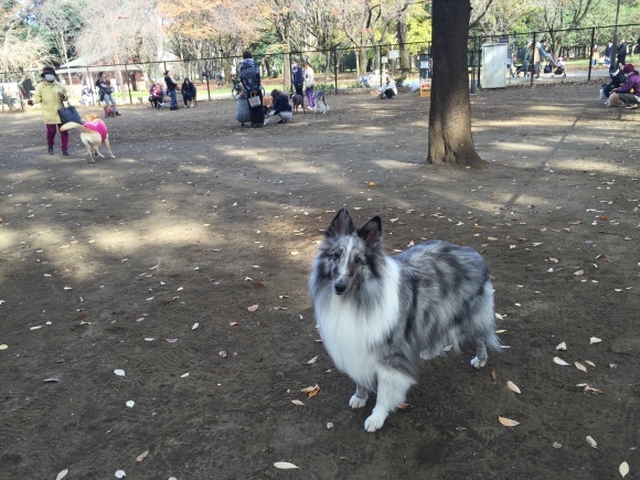 小金井公園。_e0169470_19141842.jpeg