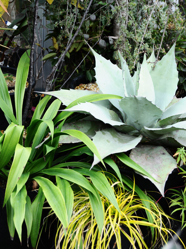 アガベ オバティフォリア、 ベスコルネリア
