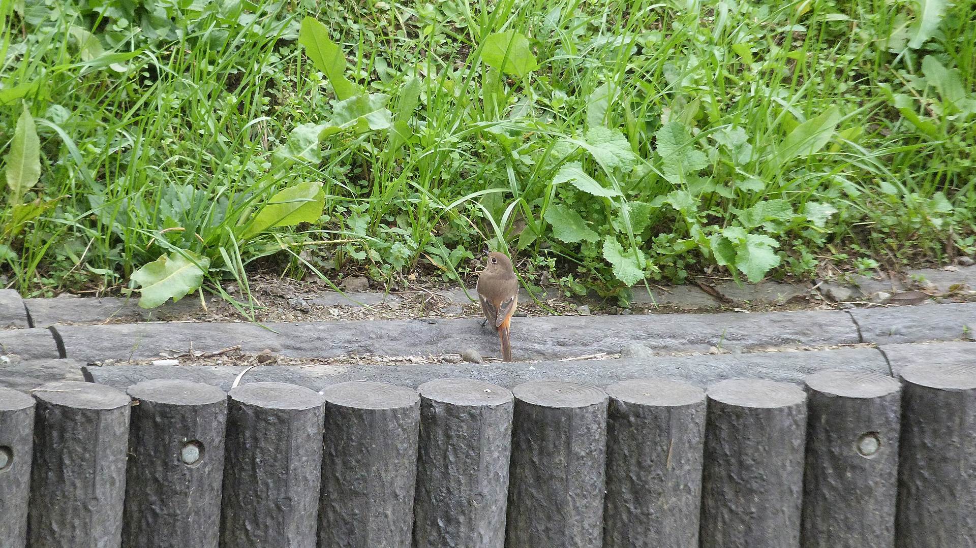 カワセミ広場の仲間たち_a0185081_14514090.jpg