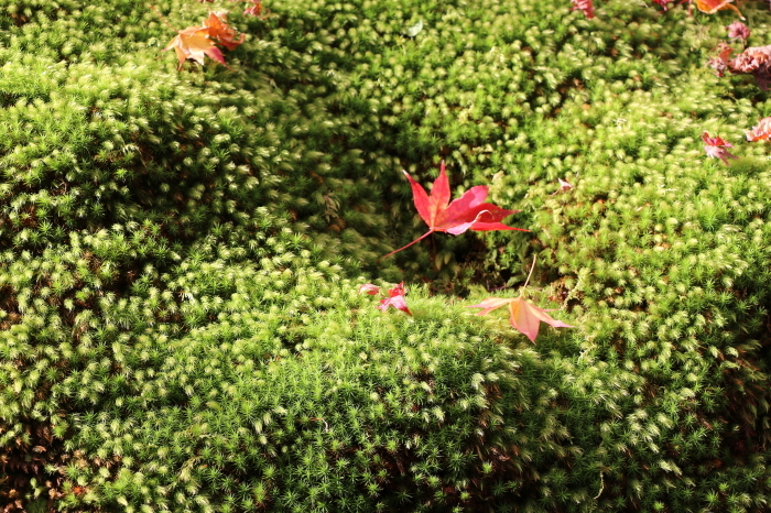 京都　常寂光寺の紅葉_c0338583_13173195.jpg