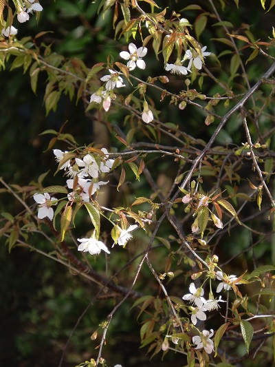 今年のヒマラヤ桜_a0075589_11123196.jpg