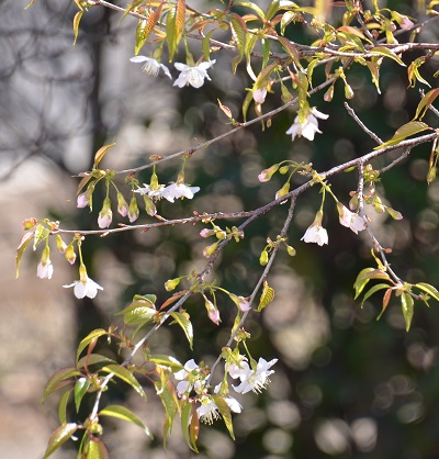 今年のヒマラヤ桜_a0075589_1113584.jpg