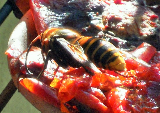 e0116694_11133616.jpg