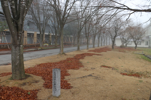 朝の米沢キャンパス　１１月３０日（小雪・次候）　朔風（きたかぜ）葉を払う_c0075701_8454023.jpg