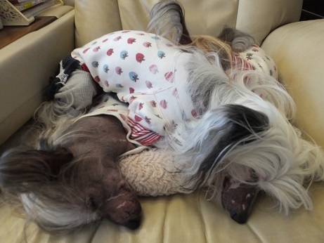 Resultado de imagen para 犬 chinese crested 眠っている