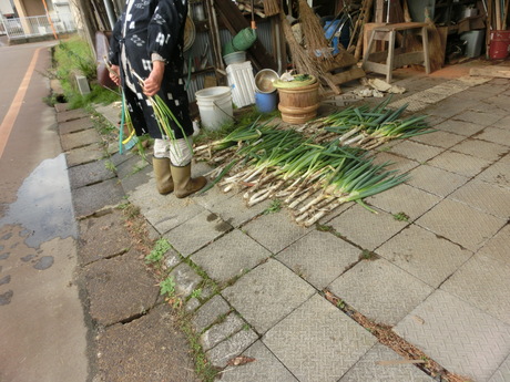 貴重な晴れに葱を抜く・ほか_a0203003_1825845.jpg