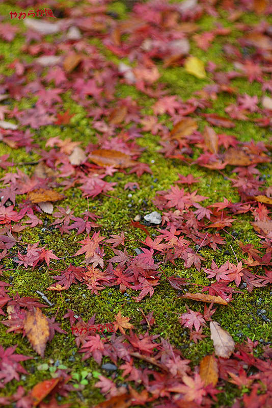 RED LEAVES @FUJIREIEN 13_b0134907_7502564.jpg