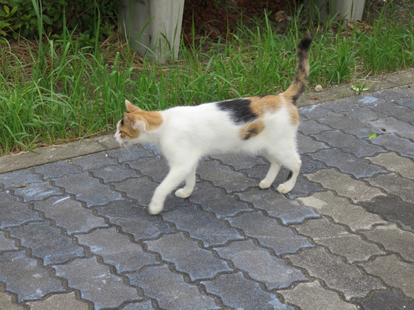 野良猫に_e0188009_19393754.jpg