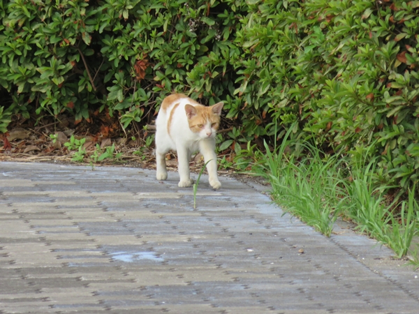 野良猫に_e0188009_19411713.jpg