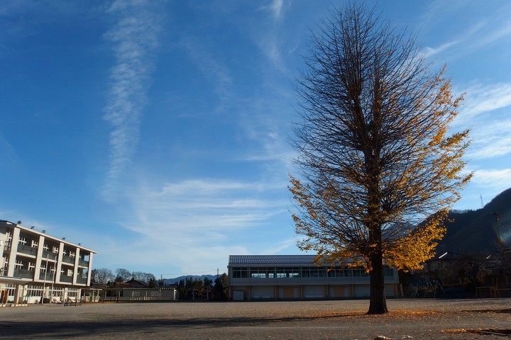 校庭のイチョウ_a0268412_238398.jpg