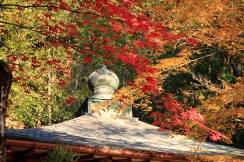 紅葉だより45 護法弁財天_e0048413_17492869.jpg
