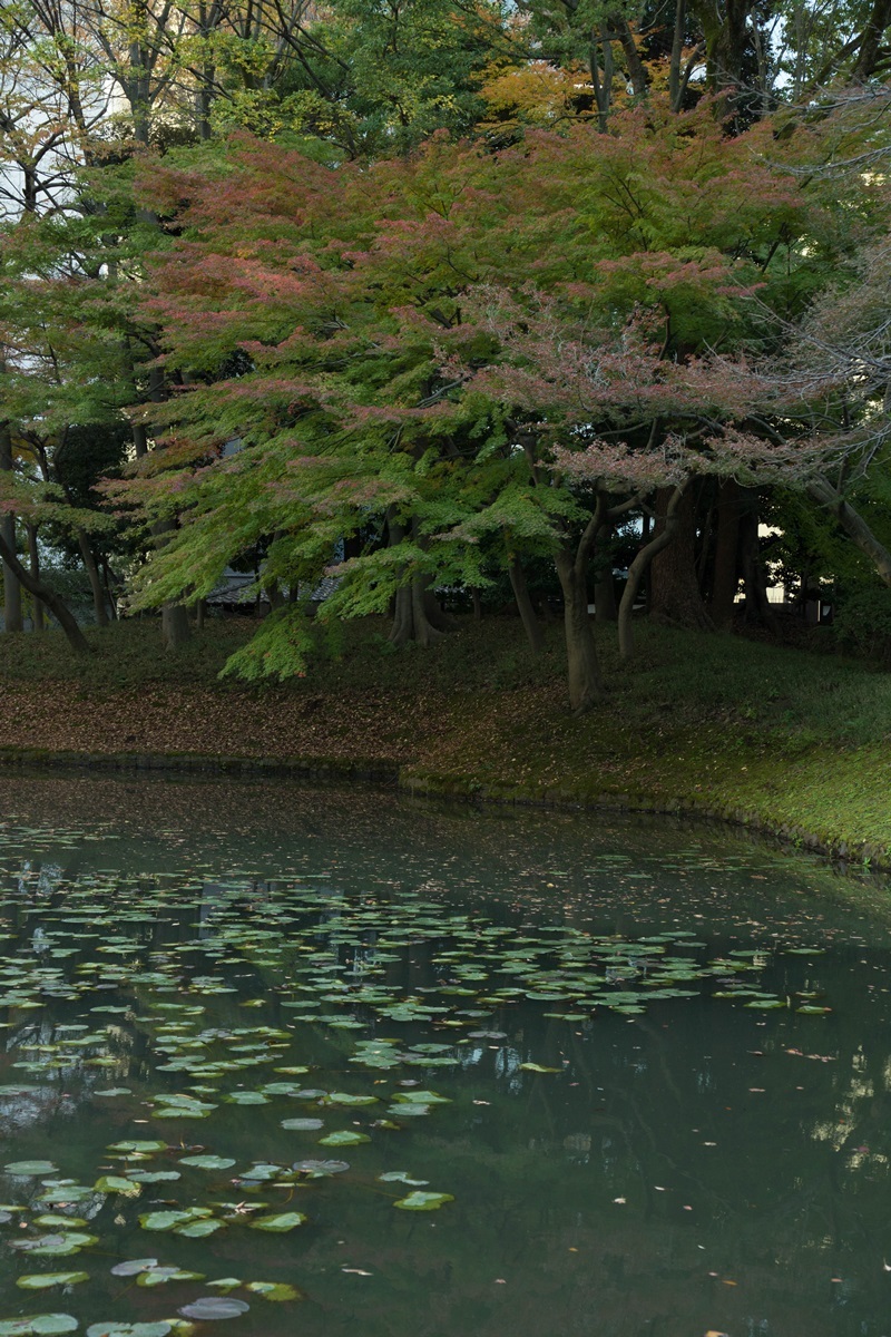 明治神宮外苑、小石川後楽園_e0346322_22193098.jpg