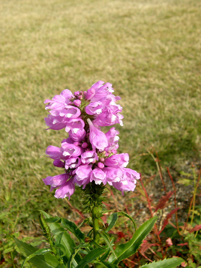 ハナトラノオ 花虎の尾 時々の花