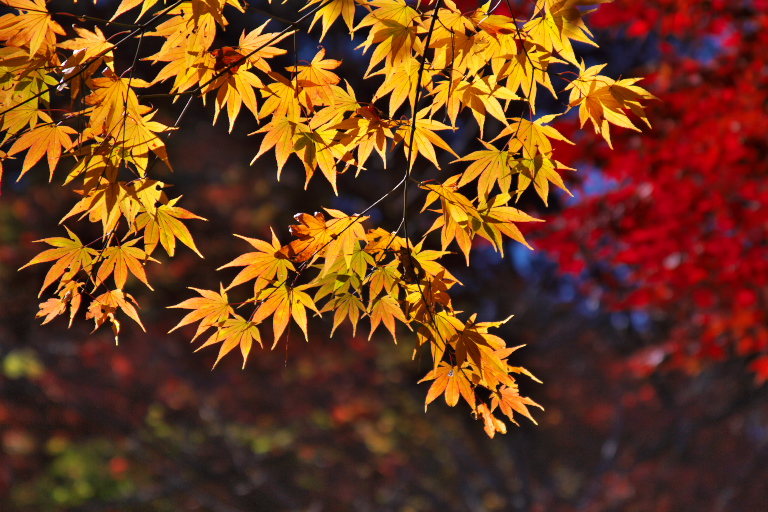 平林寺_d0029744_1227095.jpg