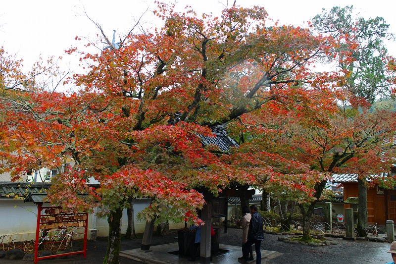 伊豆『修善寺』は雨が降っておりました。20151120_e0237645_16344780.jpg
