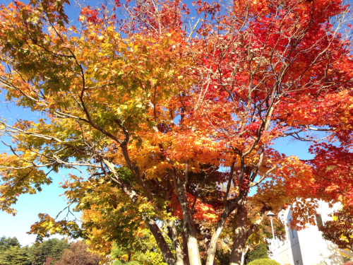 11月6日に撮った紅葉_c0338246_21460375.jpg