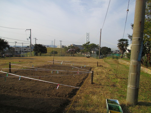 来年こそは、レンゲの花がいっぱい咲きますように！！_f0079749_20492423.jpg