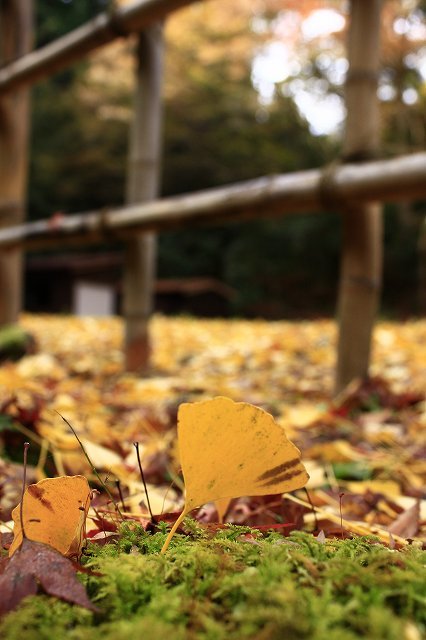 １１月１６日　鰐淵寺_f0340155_12211112.jpg