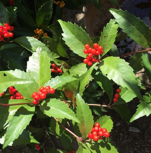 c0115560_9431280.jpg
