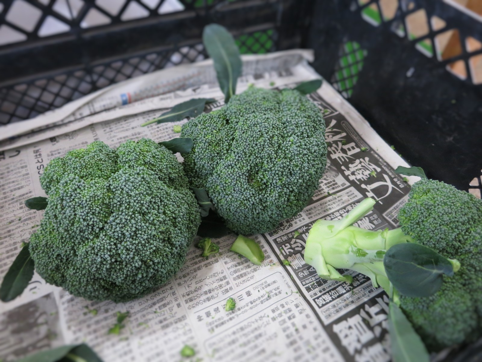 直売所*浅間のかおり 新鮮野菜・果物がお安い!!_f0236260_1636945.jpg