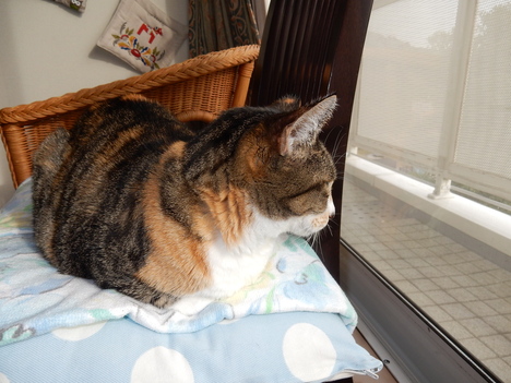 ’15,11,30(月)ふるさと劇場と一茶庵とおしゃべり!_f0060461_9415014.jpg