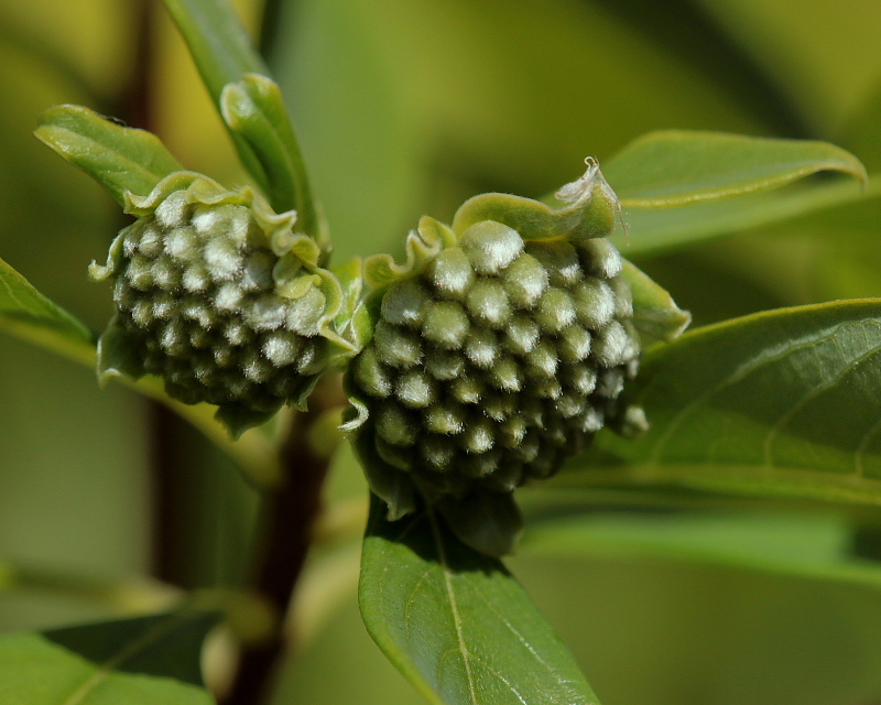 昆虫の森から～初冬植物編～_c0305565_17432844.jpg