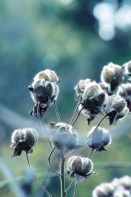 冬枯れの芙蓉の実_e0351168_14420392.jpg