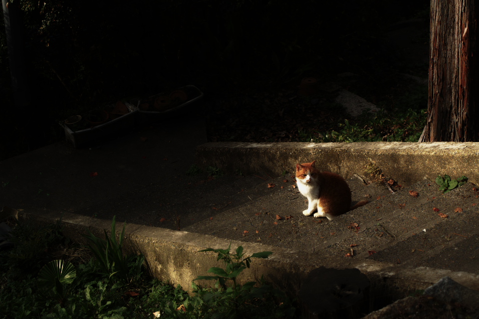 ねこにゃん　at 哲学の道　　　　　　　　　　　　　　　　　_f0021869_23152238.jpg