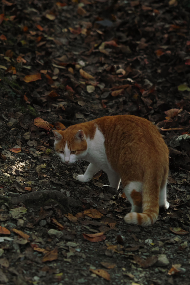 ねこにゃん　at 哲学の道　　　　　　　　　　　　　　　　　_f0021869_2317880.jpg