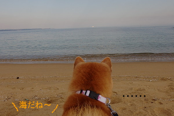 やっぱり山犬_b0088173_18102143.jpg