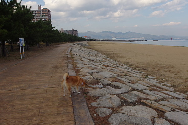 やっぱり山犬_b0088173_1894890.jpg