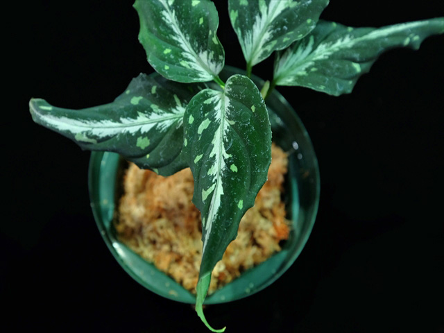 Aglaonema pictum\"Trianglecat\"JKT from Aceh【AZ0215-1】_a0067578_23254413.jpg