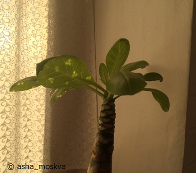 f0209878_06004397.png