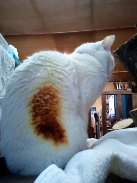 コナねこと薪ストーブ ねこや食堂日記