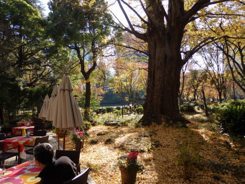 東京都心 いちょう・下町ポタ_b0334084_22382142.jpg
