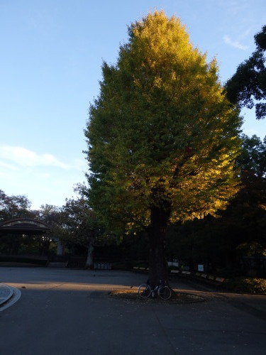 東京都心 いちょう・下町ポタ_b0334084_22384251.jpg
