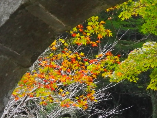 15-11：裏山紅葉「烽火山」_f0187402_20314611.jpg