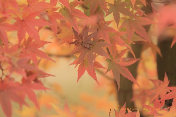 大人のフォト遠足～橙～　南禅寺_e0308105_9211578.jpg