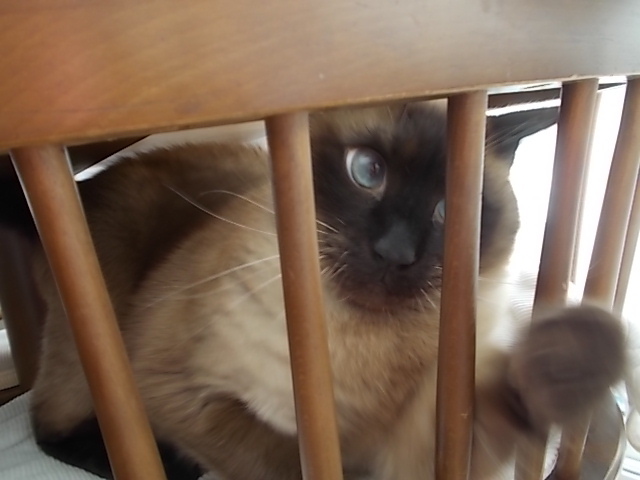 また来たニャ(`_´)_f0316507_20182011.jpg
