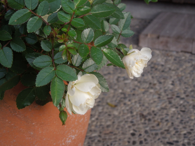 f0297809_21131622.jpg