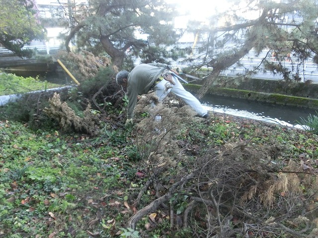 今年最後の「田宿川の川そうじ」　私は切った枝の片付けですが…。_f0141310_72144.jpg