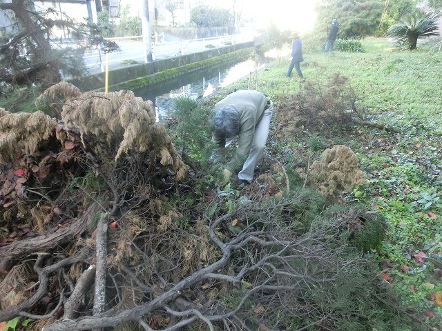 今年最後の「田宿川の川そうじ」　私は切った枝の片付けですが…。_f0141310_722199.jpg